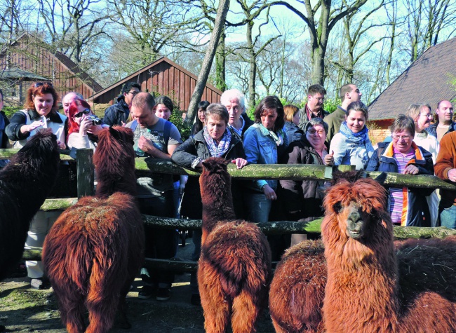 Alpakas hatnah: Bei individuellen gruppenführungen erfahren Besucher alles Wissenswerte über die Tiere im Zoo Duisburg.