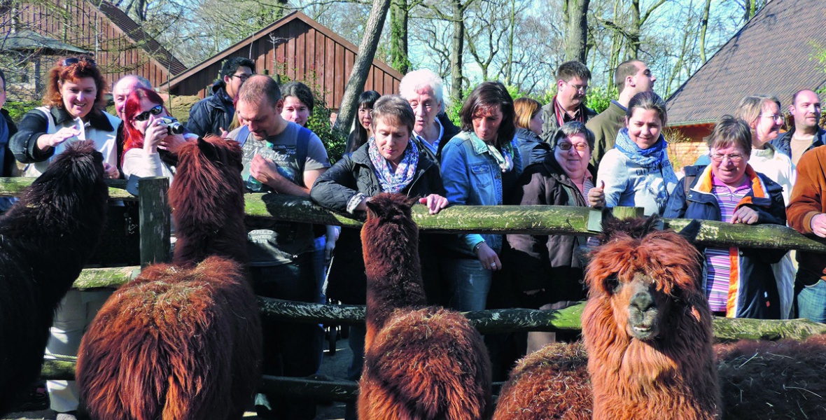 Alpakas hatnah: Bei individuellen gruppenführungen erfahren Besucher alles Wissenswerte über die Tiere im Zoo Duisburg.